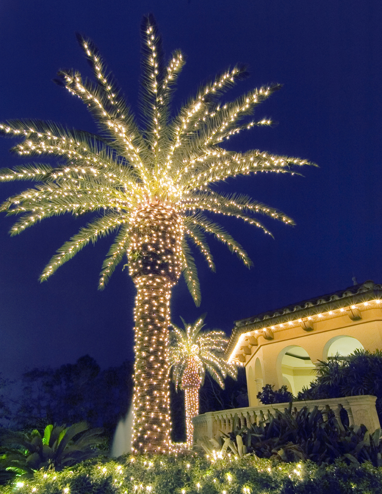 Home for the holidays with palm tree lighting by Outdoor Lighting ...
