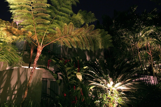 Palm Tree Landscapes | 650 x 433 · 177 kB · jpeg