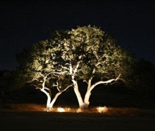 Tree lighting by Outdoor Lighting Perspectives of San Antonio